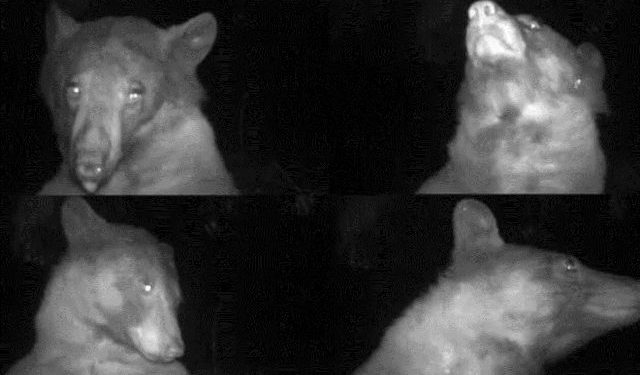 ΗΠΑ: Φωτογενής αρκούδα βγάζει 400 «selfies» και γίνεται viral