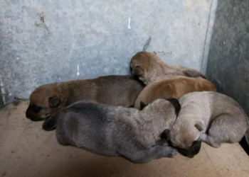 Κτηνωδία με νεκρά και παγωμένα κουτάβια μέσα σε τελάρο – Σοκ στη Σπάρτη από τις σκληρές εικόνες