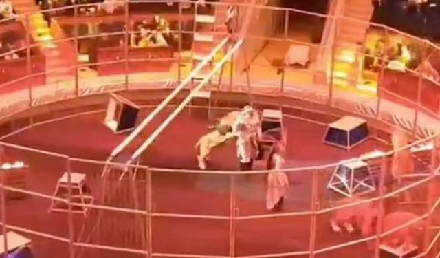 Λιοντάρι δάγκωσε τον θηριοδαμαστή του στη Ρωσία – Τον γλίτωσε η γυναίκα του