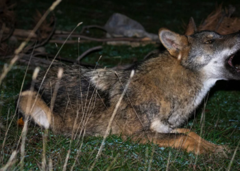 Σέρρες: Τρόμος από επιθέσεις λύκων -Οι κτηνοτρόφοι είναι σε απόγνωση(Βίντεο)