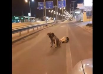 Κρήτη: Σκύλος θρηνεί τον τετράποδο φίλο του – Συγκινητικό βίντεο