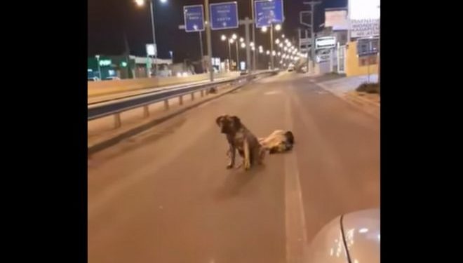 Κρήτη: Σκύλος θρηνεί τον τετράποδο φίλο του – Συγκινητικό βίντεο