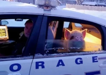 Γουρούνι στην Αλάσκα εθεάθη να κάθεται στο πίσω κάθισμα περιπολικο