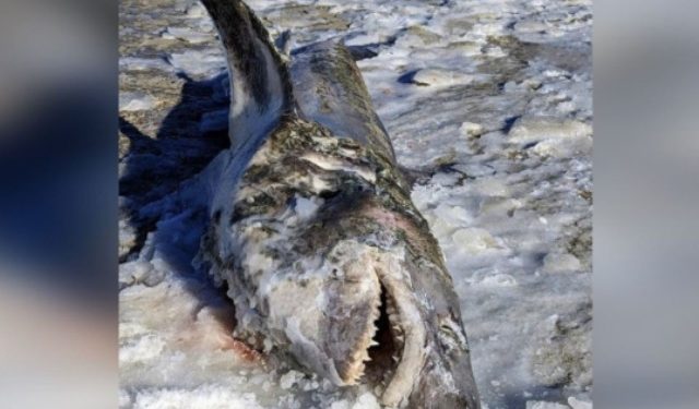 Καρχαρίας ξεβράστηκε παγωμένος σε παραλία της Μασαχουσέτης (Εικόνες)