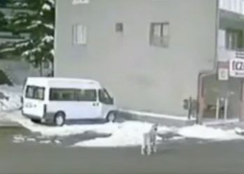 Σεισμός στην Τουρκία: Σκύλος αλυχτούσε λίγα λεπτά πριν τα 7,8 Ρίχτερ