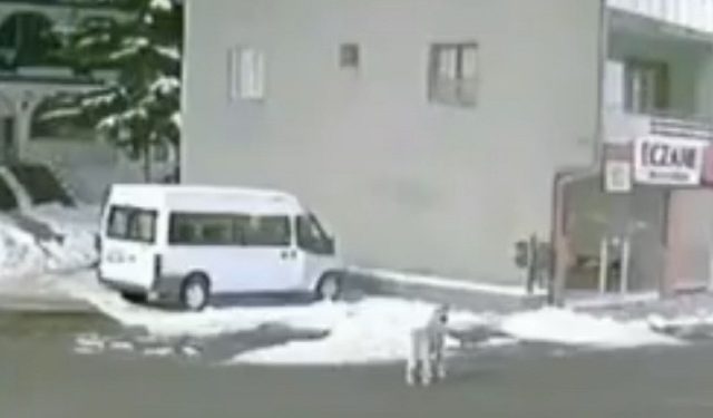Σεισμός στην Τουρκία: Σκύλος αλυχτούσε λίγα λεπτά πριν τα 7,8 Ρίχτερ