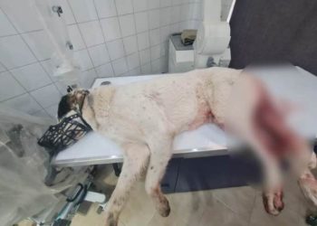 Κτηνωδία στην Πάτρα: Πυροβόλησε εξ επαφής αδέσποτο σκύλο