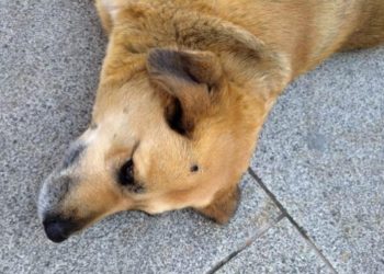 Φρίκη στις Σέρρες: Έσβησε το τσιγάρο του στο κεφάλι αδέσποτου σκύλου