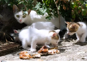 Βόλος: Πρόστιμο μαμούθ 120.000 ευρώ σε 75χρονη, που πέταξε σε κάδο απορριμάτων τέσσερα γατάκια