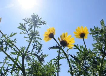 Καιρός: Επανέρχεται σήμερα η άνοιξη με ηλιοφάνεια και άνοδο της θερμοκρασίας -Πότε αλλάζει το σκηνικό