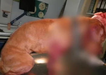 Κύκλωμα με κυνομαχίες στη Μακεδονία: Πώς γλύτωσαν με τον προηγούμενο νόμο παρά τις συλλήψεις – Σκληρές εικόνες