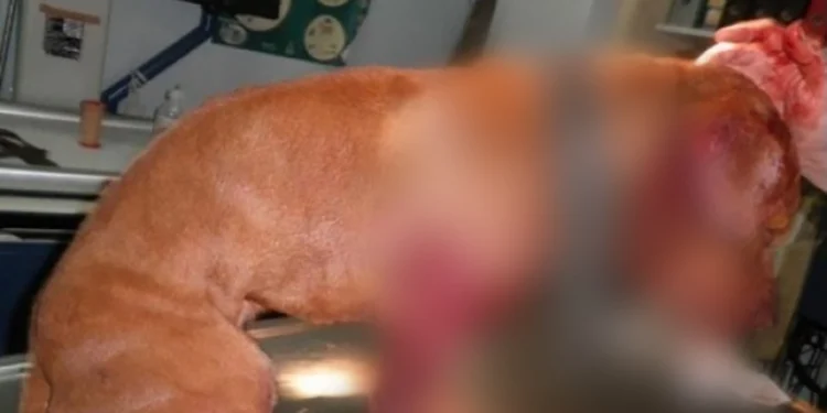 Κύκλωμα με κυνομαχίες στη Μακεδονία: Πώς γλύτωσαν με τον προηγούμενο νόμο παρά τις συλλήψεις – Σκληρές εικόνες