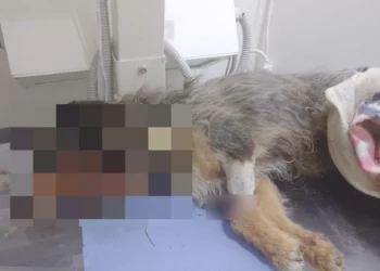 Κτηνωδία στις Σέρρες: Νεκρός αδέσποτος σκύλος – Πυροβολήθηκε τουλάχιστον 10 φορές, τον πέταξαν στα σκουπίδια (Εικόνα)