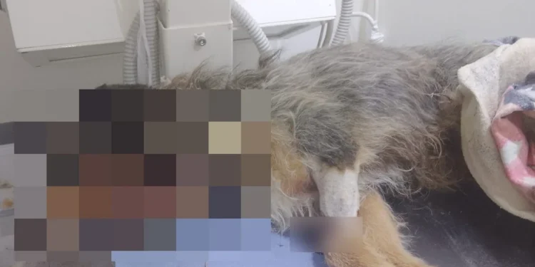 Κτηνωδία στις Σέρρες: Νεκρός αδέσποτος σκύλος – Πυροβολήθηκε τουλάχιστον 10 φορές, τον πέταξαν στα σκουπίδια (Εικόνα)