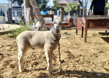 Μεσαίωνας στο Κερατσίνι: Πήγαν αρνάκι για σφαγή σε εκκλησία – Έστησαν ψησταριές και άναψαν φωτιές (βίντεο)