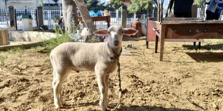 Μεσαίωνας στο Κερατσίνι: Πήγαν αρνάκι για σφαγή σε εκκλησία – Έστησαν ψησταριές και άναψαν φωτιές (βίντεο)