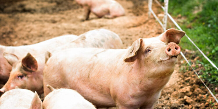 Σέρρες: «Συναγερμός» στις υπηρεσίες- Επιβεβαιώθηκε αφρικανική πανώλη σε κατοικίδιους χοίρους στη Λιβαδιά Σιντικής