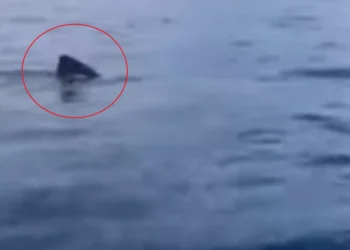 Λακωνία: Η στιγμή που καρχαρίας στο Γύθειο κάνει κύκλους γύρω από βάρκα ψαράδων, βίντεο
