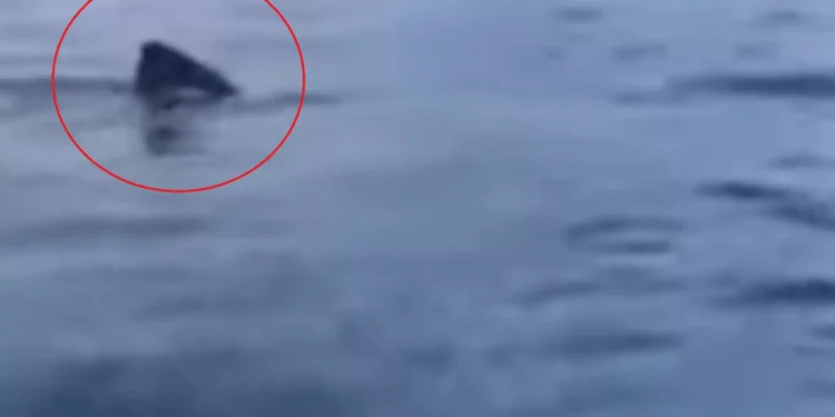 Λακωνία: Η στιγμή που καρχαρίας στο Γύθειο κάνει κύκλους γύρω από βάρκα ψαράδων, βίντεο