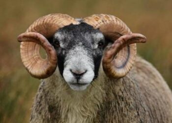 Τρίκαλα: Άγρια επίθεση από κριάρι σε 87χρονη – Σε κρίσιμη κατάσταση