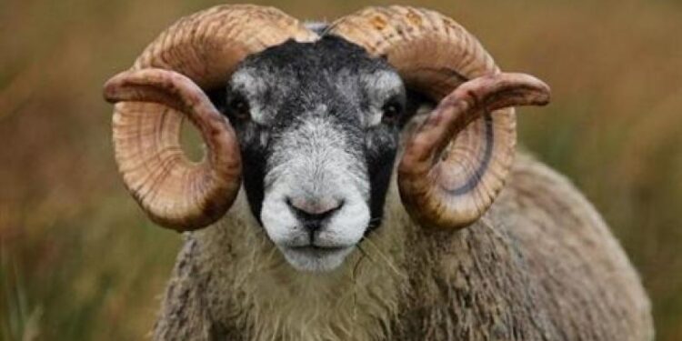 Τρίκαλα: Άγρια επίθεση από κριάρι σε 87χρονη – Σε κρίσιμη κατάσταση