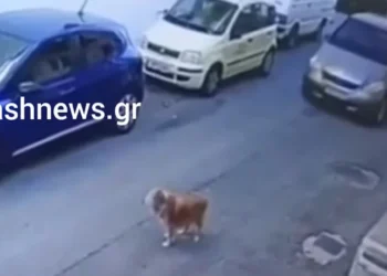 Κτηνωδία στην Κρήτη: Οδηγός πάτησε εν ψυχρώ σκύλο με το αυτοκίνητο -Σοκαριστικό βίντεο