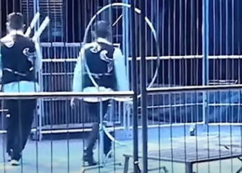 Κίνα: Τρόμος σε τσίρκο – Λιοντάρια βγήκαν από το κλουβί κατά τη διάρκεια της παράστασης