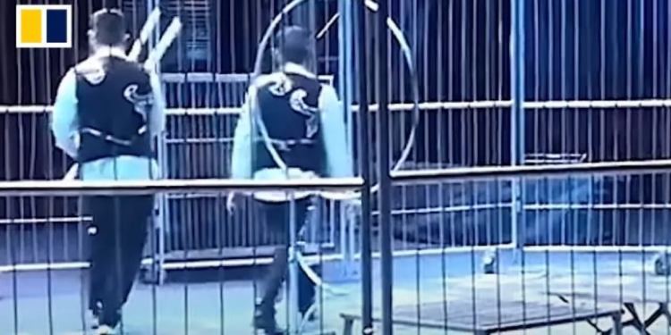 Κίνα: Τρόμος σε τσίρκο – Λιοντάρια βγήκαν από το κλουβί κατά τη διάρκεια της παράστασης