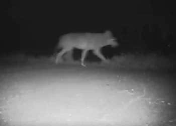 Σέρρες: Η στιγμή που λύκος περνάει έξω από νηπιαγωγείο, δείτε το βίντεο!