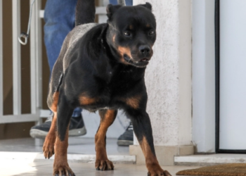 Θεσσαλονίκη: 38χρονος απειλούσε με Ροτβάιλερ τους αστυνομικούς που πήγαν να τον ελέγξουν: «Ελάτε να τα πάρετε, μ@λ@k€ς, ηλίθιοι»