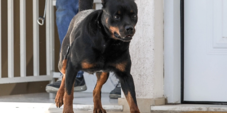 Θεσσαλονίκη: 38χρονος απειλούσε με Ροτβάιλερ τους αστυνομικούς που πήγαν να τον ελέγξουν: «Ελάτε να τα πάρετε, μ@λ@k€ς, ηλίθιοι»