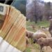 Βοσκός βρήκε 50.000 ευρώ σε στάνη και ξόδεψε 14.000 σε «γούστα» για τις γιορτές του Πάσχα