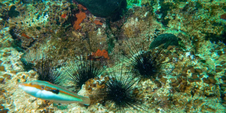 Ερυθρά θάλασσα: Επιδημία «ξεκληρίζει» τους αχινούς και απειλεί τα κοράλλια