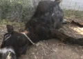 Κορωπί: Άφησαν γαϊδουράκι δεμένο, μπλέχτηκε στο σχοινί του και πέθανε – Δείτε βίντεο (Σκληρές εικόνες)