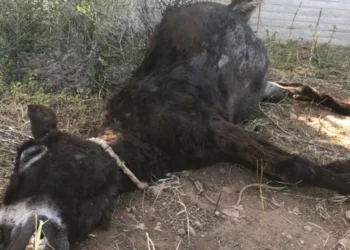 Κορωπί: Άφησαν γαϊδουράκι δεμένο, μπλέχτηκε στο σχοινί του και πέθανε – Δείτε βίντεο (Σκληρές εικόνες)