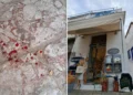 Κακοποίηση γάτας στην Ύδρα: Αντιμέτωπος με πρόστιμο €15.000 ο 55χρονος