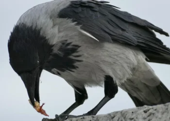 Βουδαπέστη: Ανεξέλεγκτα κοράκια επιτίθενται σε πολίτες – Σοβαροί τραυματισμοί (Βίντεο)