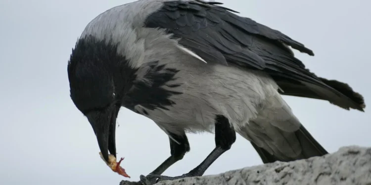 Βουδαπέστη: Ανεξέλεγκτα κοράκια επιτίθενται σε πολίτες – Σοβαροί τραυματισμοί (Βίντεο)