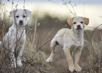 Σέρρες: Στα χέρια εισαγγελέα η κακοποίηση των κουταβιών από ανήλικα