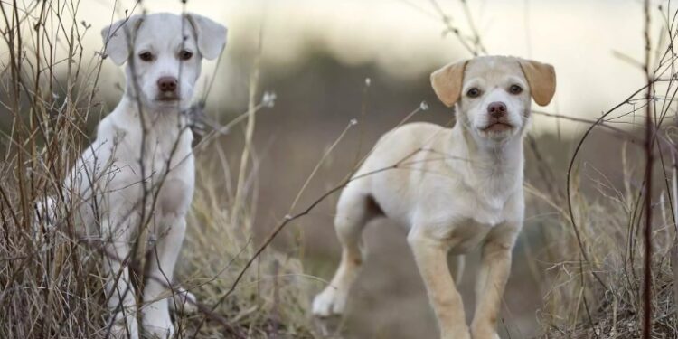 Σέρρες: Στα χέρια εισαγγελέα η κακοποίηση των κουταβιών από ανήλικα
