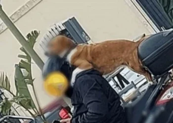 Η εικόνα στην Κρήτη που έγινε viral: Τρικάβαλο με τα σκυλιά του και το κινητό στο χέρι