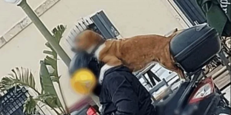 Η εικόνα στην Κρήτη που έγινε viral: Τρικάβαλο με τα σκυλιά του και το κινητό στο χέρι