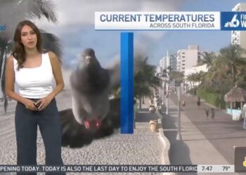 Μετεωρολόγος στις ΗΠΑ τρόμαξε από περιστέρι που έπεσε στην κάμερα