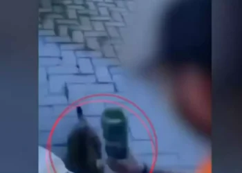 Θάσος: Δελέασε γατάκι με φαγητό και το χτύπησε με μπουκάλι μπύρας στο κεφάλι