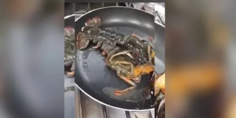 Νότια Προάστια: Βίντεο – ντοκουμέντο από εργαζομένους σε ταβέρνα που τηγάνιζαν ζωντανούς αστακούς