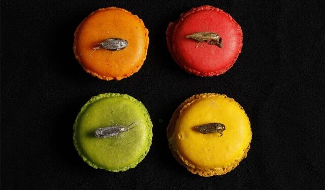 Ποια είναι τα 4 έντομα που πήραν πράσινο φως ως τα «νέα τρόφιμα»(Εικόνες&Βίντεο)