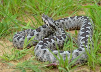 WWF: Από ποια φίδια κινδυνεύουμε και πόσο, στην Ελλάδα – Τι ισχύει για τις οχιές
