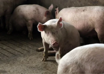 Συναγερμός στις Σέρρες: Εντοπίστηκαν κρούσματα αφρικανικής πανώλης των χοίρων