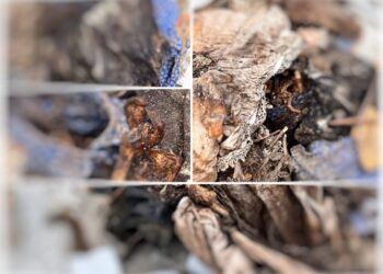 Εικόνες Ντροπής στο Α νεκροταφείο Αθηνών – Οστά νεκρών σε κοινή θέα (Βίντεο)