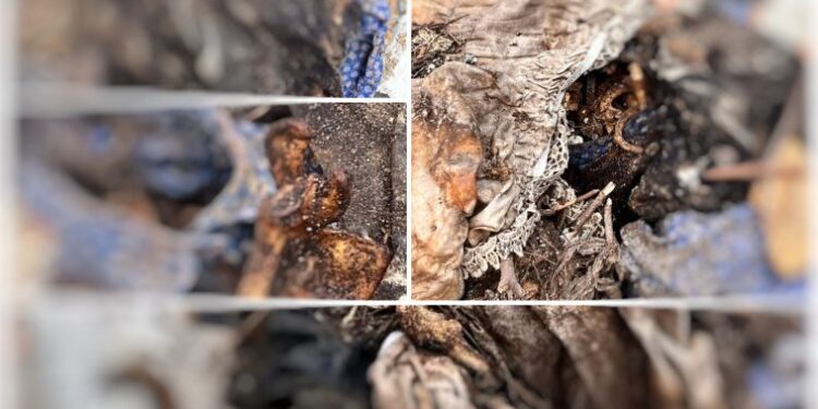 Εικόνες Ντροπής στο Α νεκροταφείο Αθηνών – Οστά νεκρών σε κοινή θέα (Βίντεο)